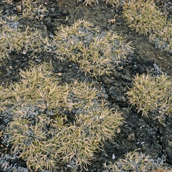 Carex ursina Svalbard Kongsfjorden E. Fremstad 7.1981